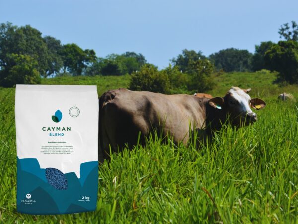SEMILLA DE PASTO CAYMAN BLEND